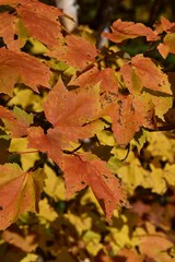 Fall colors in Canadian forest, Quebec