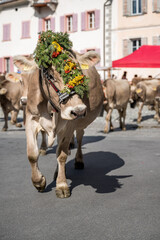 traditionell geschm&uuml;ckte Kuh an Alpabzug in Sent, Engadin