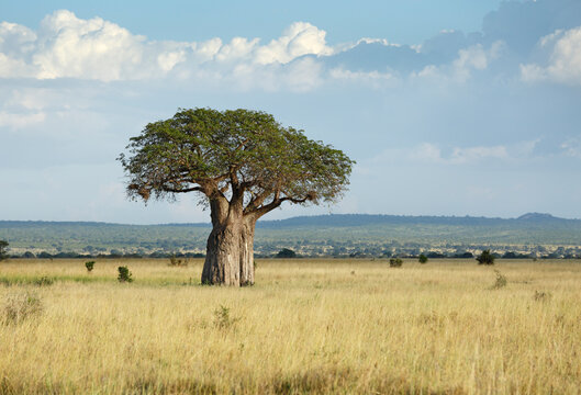 Baobab Tree