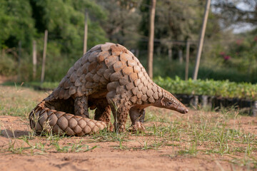 Indian Pangolin or Anteater (Manis crassicaudata) one of the most traffic/smuggled wildlife species in the world for its scales and meat 