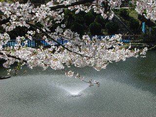 blossom reflected in water - with fountain / 噴水広場と満開のソメイヨシノ