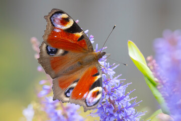Aglais io, peacock butterfly feeding nectar from a purple butterfly-bush in garden.