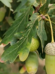acorns on oak