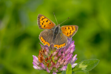 Small copper or common copper butterfly lycaena phlaeas closeup