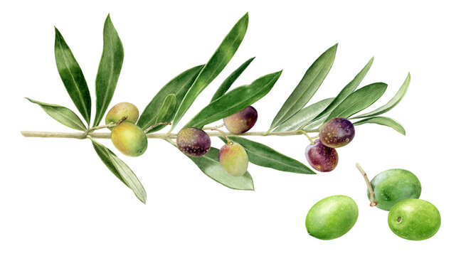Olives branch and olives watercolor illustration isolated on white background