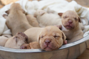new born lovely adorable puppy pitbull 