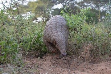 Indian Pangolin or Anteater (Manis crassicaudata) one of the most traffic/smuggled wildlife species in the world for its scales and meat 