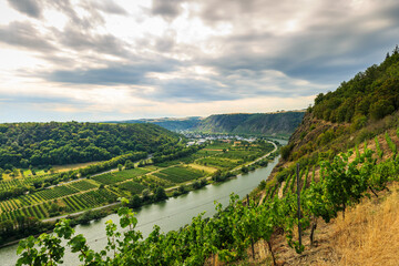 Fototapeta na wymiar Winningen vineyards wine region, the Moselle river and Moselle Viaduct panoramic view
