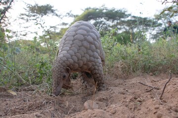 Indian Pangolin or Anteater (Manis crassicaudata) one of the most traffic/smuggled wildlife species in the world for its scales and meat 