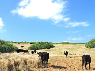 沖縄県･与那国島･馬鼻崎