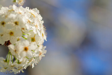 アメリカの桜