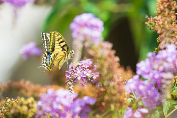 Papilio machaon, the Old World swallowtail, butterfly
