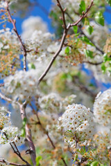 アメリカの桜