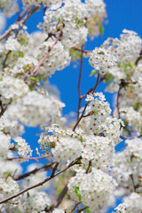 アメリカの桜