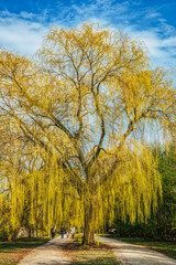 People enjoy a relaxing and tranquil walk in the countryside on a trail with a tall, majestic blooming weeping willow in Bispebjerg Kirkegard (Bispebjerg cemetery or graveyard) - Copenhagen, Denmark