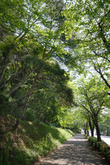 新川大橋桜並木（千葉県八千代市）