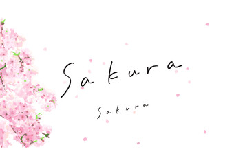 桜イラストと手書き文字　sakura　花びら　桜吹雪　イメージ　イラスト　季節　春　季節感　桜のイラスト　手描き文字　文字　背景素材　グラフィック素材　余白　ホワイトスペース　文字スペース　コピースペース