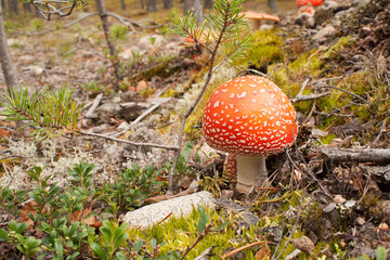 Picturesque mushroom fly agaric grows against the background of the forest.