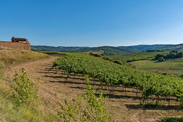 Fototapeta na wymiar Vineyard at the Tuscany Region in Italy near Gambassi Terme 