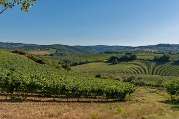 Fototapeta na wymiar Vineyards at the Tuscany Region in Italy near Gambassi Terme 