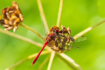 Sympetrum sanguineum Ruddy darter male dragonfly red colored body top view