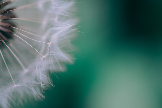 Closeup image of a blown dandelion seed