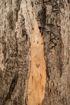 tree trunk with graffiti