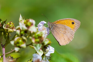 Obraz premium Meadow brown butterfly Maniola jurtina feeding nectar