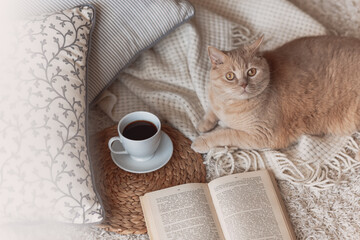 Cute ginger cat is sleeping in the bed on warm blanket. Cold autumn or winter weekend while reading a book and drinking warm coffee or tea.