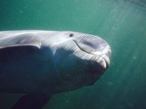 dolphin swimming in Florida Keyes