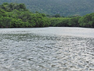 沖縄県･石垣島･吹通川マングローブ群落