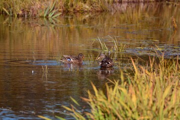 Ducks in the fall colors in Canadian forest, Quebec