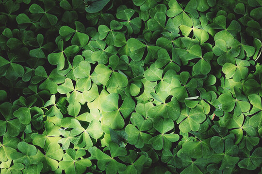 Dappled light on clover