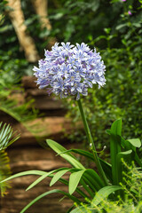 Photo of White Flower Bunch