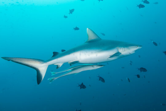 Grey reef shark