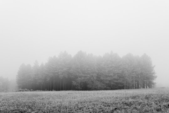 Trees and fog on a frosty morning. Santon Downham, Norfolk, UK.