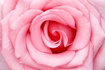 Fototapeta na wymiar Pink rose flower skin nature petal closeup background
