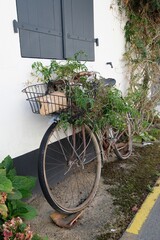 Fototapeta na wymiar Vieux vélo avec des plante dans une rue de Loix sur l'île de Ré