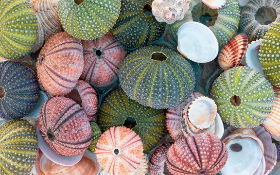 colorful sea urchins and shells in sea water, natural pattern background