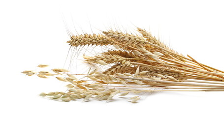 Wheat and oat ears with groats pile isolated on white background