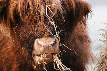 Highland cow feeding on straw on a frosty winters morning. Norfolk, UK.