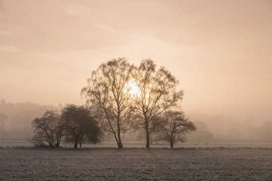 Sunrise through fog on a frosty morning. Santon Downham, Norfolk, UK.