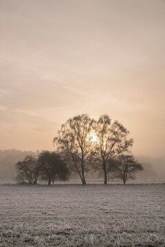 Sunrise through fog on a frosty morning. Santon Downham, Norfolk, UK.