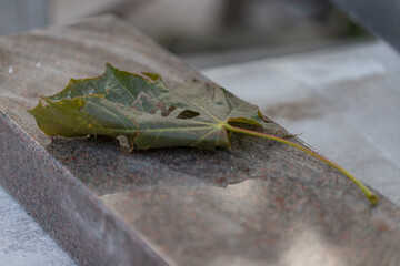 maple leave on polished stone 