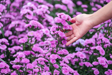 Closeup image of a woman's hand touching beautiful Margaret flower in the field