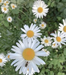 Obraz premium daisies