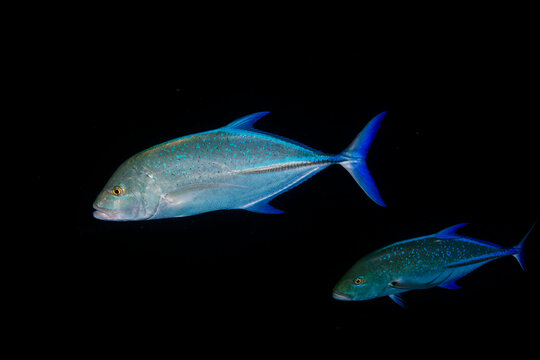 Bluefin trevally