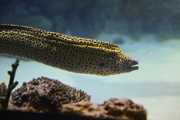 Moray Eel. Gymnothorax miliaris. Fish underwater in the aquarium.