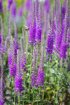 Bee and statice