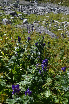 tojad mocny, Aconitum firmum, stanowisko w Tatrach w Dolinie za Mnichem